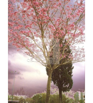 Arbol 3