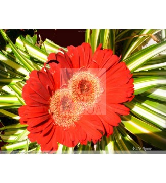 Flor 21