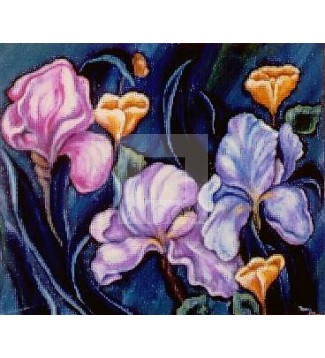 iris