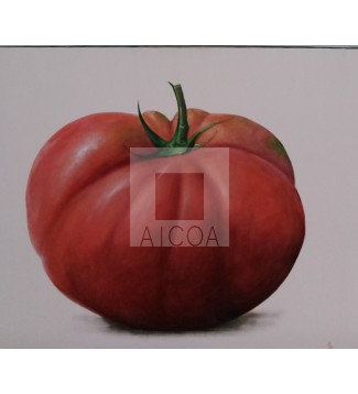 Tomate