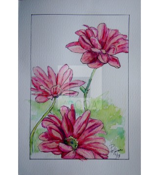 tres margaritas rosas
