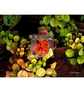 Floral 13