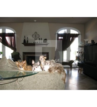 Amigos 4