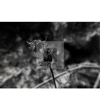 FLOR DESPUÉS DEL MUNDO