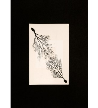Raíces, Serie 4, Dibujo 2