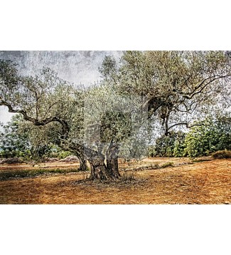 OLIVO
