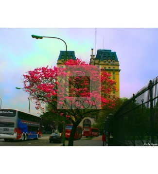 Arbol real