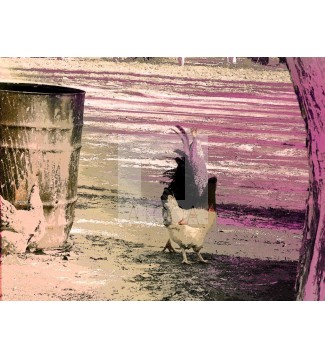Gallinas 