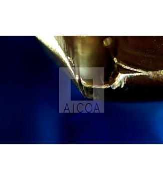 DE FICTUS (11)