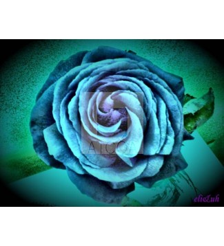 Rosa Azul