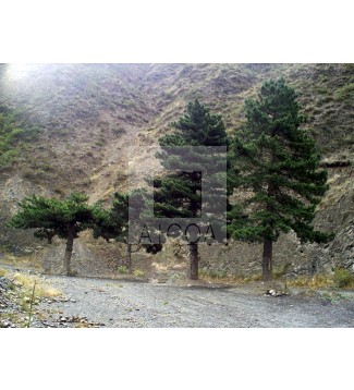 Los Pinos