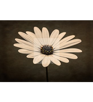 FLOR