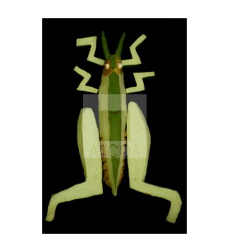SALTAMONTES (MONTADO SOBRE TABLA)
