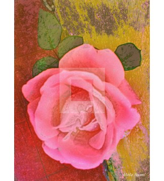 Rosa 3