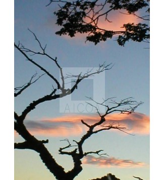 Cielo Austral