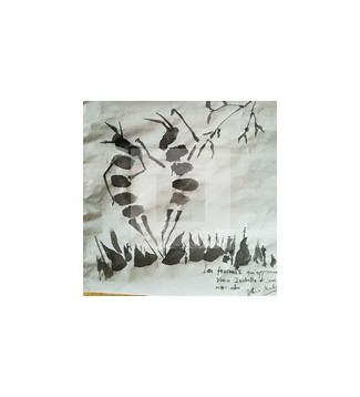 SUMI-E DIÁLOGO DE HORMIGAS PARA ISABELLE WAGON