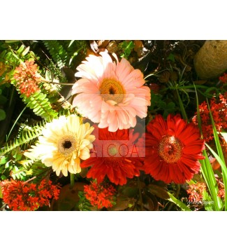 FLor 24