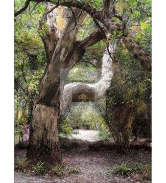 BOSQUE