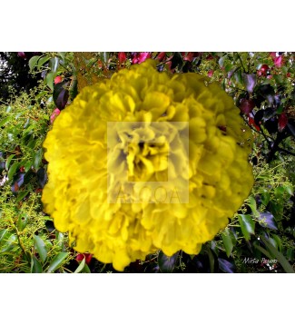 Floral 11