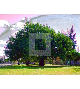 El árbol, tu árbol y mi árbol