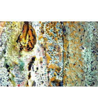 Vulcana (5)