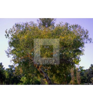 Nuestros espacios vesdes