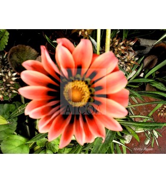 Floral10