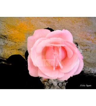 Rosa 1