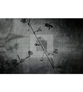 El Vuelo sobre la Pizarra