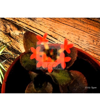 Floral 12