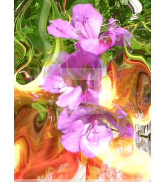 Une fleur sucrée 1