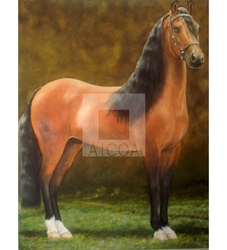 CABALLO DE TROCHA PURA COLOMBIANA 1