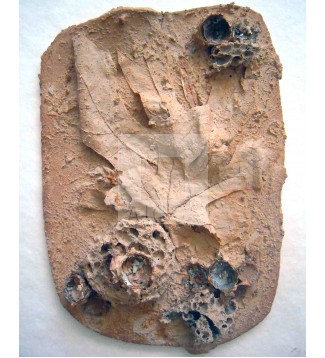 NATURALEZA MUERTA 