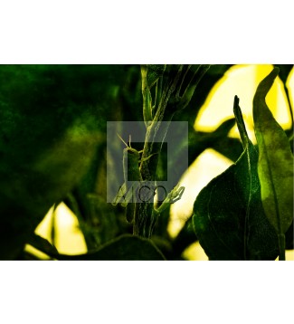 Camuflaje Luminoso. 