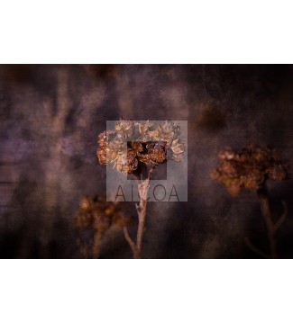 Reliquia de invierno