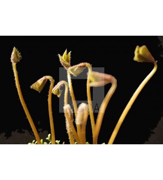 GERMINACIÓN DE LA SUERTE