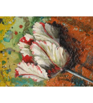Tulipan