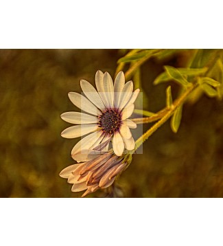 FLOR 2