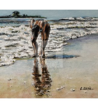 Regalo del mar. Estudio