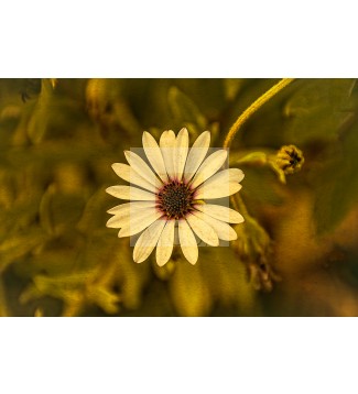 FLOR 3.