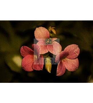 FLOR 1.