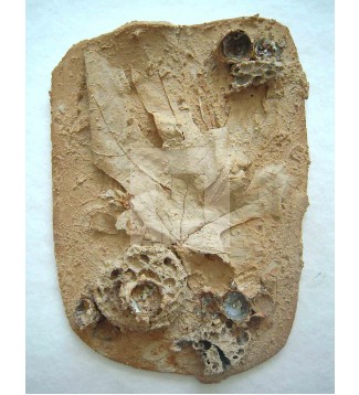 NATURALEZA MUERTA 